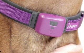 宠物 项圈 av,科技与宠物的完美融合