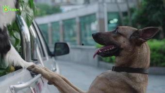 警犬来了47集免费观看