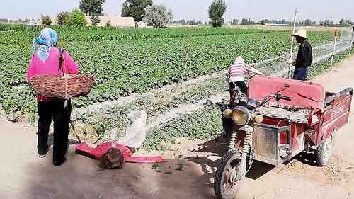 农村大叔免费吃瓜,共享丰收喜悦