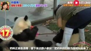 日本熊猫综艺,萌动瞬间，中日文化交流新篇章